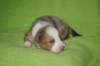boy5orangeribbon16daysold_small.jpg