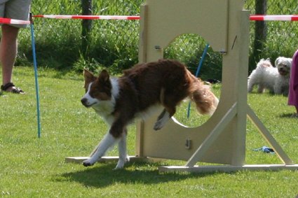 daya9monthsoldatpuppyagilitycompetition3.jpg