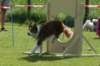 daya9monthsoldatpuppyagilitycompetition3_small.jpg