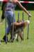 daya9monthsoldatpuppyagilitycompetition7_small.jpg