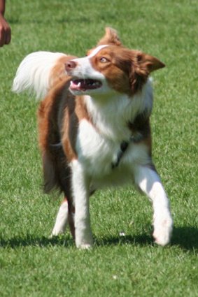 daya9monthsoldatpuppyagilitytraining.jpg