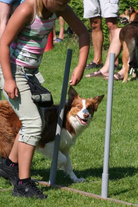 daya9monthsoldatpuppyagilitytraining3.jpg