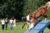 daya9monthsoldatpuppyagilitytraining4_small.jpg