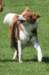 daya9monthsoldatpuppyagilitytraining_small.jpg