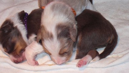dayaspups10daysold.jpg