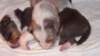 dayaspups10daysold_small.jpg