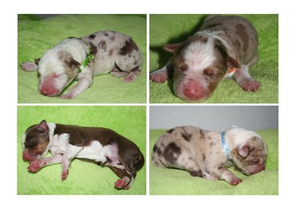 dayaspups1dayold.jpg