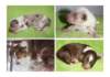 dayaspups1dayold2_small.jpg