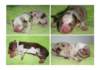dayaspups1dayold_small.jpg