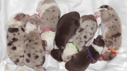 dayaspups4daysold.jpg