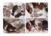 dayaspups4to10daysold_small.jpg