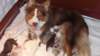 dayaspups8daysold_small.jpg