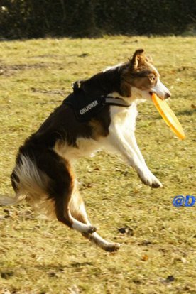 fairdaya2years3monthsoldfrisbeefun.jpg