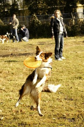 fairdaya2years3monthsoldfrisbeefun10.jpg