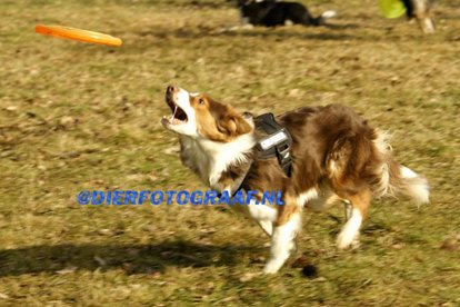 fairdaya2years3monthsoldfrisbeefun4.jpg
