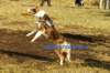 fairdaya2years3monthsoldfrisbeefun8_small.jpg