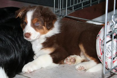 fairdaya8weeksold.jpg