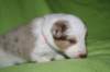 girl1pinkribbon16daysold_small.jpg
