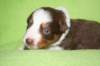 girl2purpleribbon16daysold_small.jpg