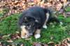 fairjoy10weeksold10_small.jpg