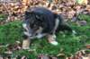 fairjoy10weeksold9_small.jpg