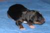 fairjoyondayofbirth3_small.jpg