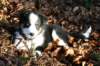 fairmatch10weeksold7_small.jpg