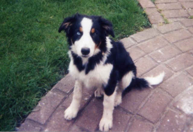 fairmatchabout5monthsold.jpg