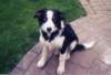 fairmatchabout5monthsold_small.jpg
