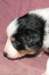 fairmatchday284_small.jpg