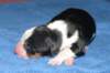 fairmatchondayofbirth2_small.jpg