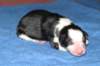 fairmatchondayofbirth_small.jpg
