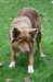 truffel115monthsold11_small.jpg