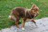 truffel115monthsold12_small.jpg