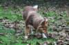 truffel115monthsold14_small.jpg