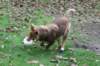 truffel115monthsold5_small.jpg