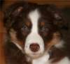 fairsky9weeksold3_small.jpg