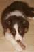 fairsky9weeksold_small.jpg