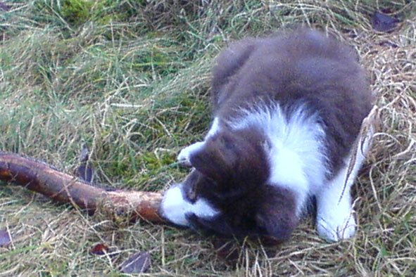 fairskywithbigstick9weeks.jpg