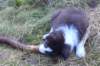 fairskywithbigstick9weeks_small.jpg