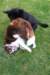 sky11monthsoldplayingwithbonzie_small.jpg