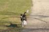 sky5monthsoldwithastick_small.jpg