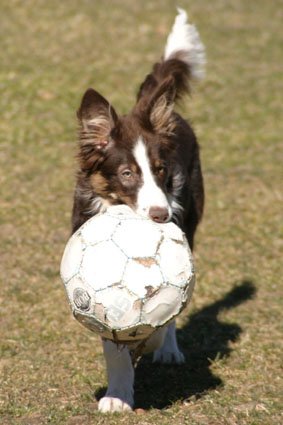 sky5monthsoldwithball.jpg