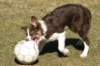 sky5monthsoldwithball2_small.jpg