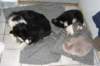 fairstorm8wksoldalbacat_small.jpg