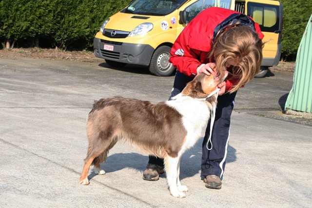 a01honey11monthsoldshowtraining.jpg