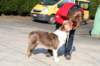 a01honey11monthsoldshowtraining_small.jpg