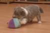 a01honey30daysold_small.jpg