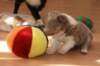 a01honey37daysold_small.jpg