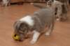 a01honey39daysold_small.jpg